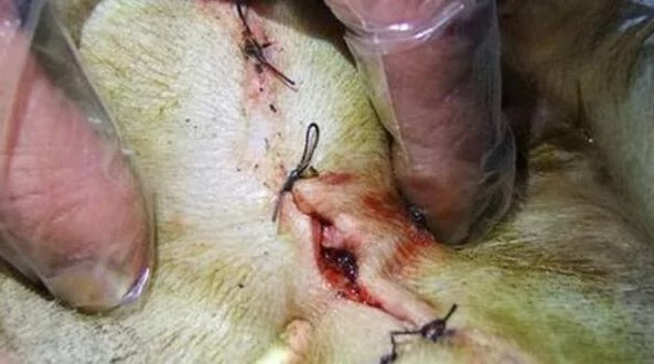 母狗被剖腹偷子 忍痛逃回家 只为见主人最后一面!