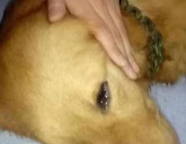 母狗被剖腹偷子 忍痛逃回家 只为见主人最后一面!