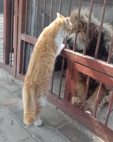 猫咪欺负藏獒 以为藏獒会发脾气 谁知结果是这样!