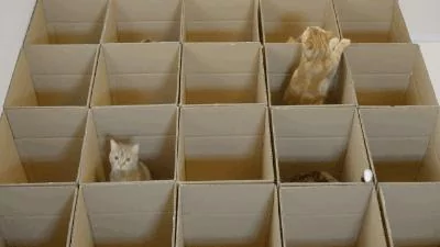 伺候7只猫咪太累了!主人找了十几个纸箱 猫咪们呆愣了 哪个是我的窝?