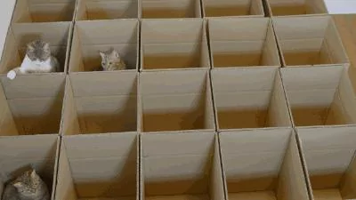 伺候7只猫咪太累了!主人找了十几个纸箱 猫咪们呆愣了 哪个是我的窝?