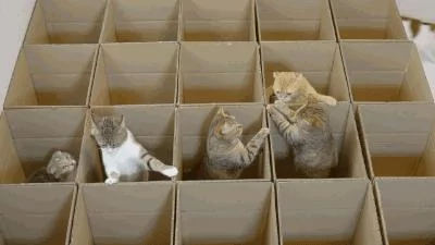 伺候7只猫咪太累了!主人找了十几个纸箱 猫咪们呆愣了 哪个是我的窝?