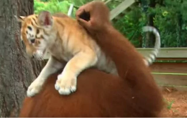 动物园猩猩化身老虎奶妈 神情慈祥给它喂奶 游客直呼长见识了!