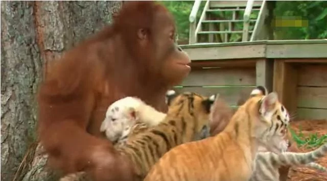 动物园猩猩化身老虎奶妈 神情慈祥给它喂奶 游客直呼长见识了!