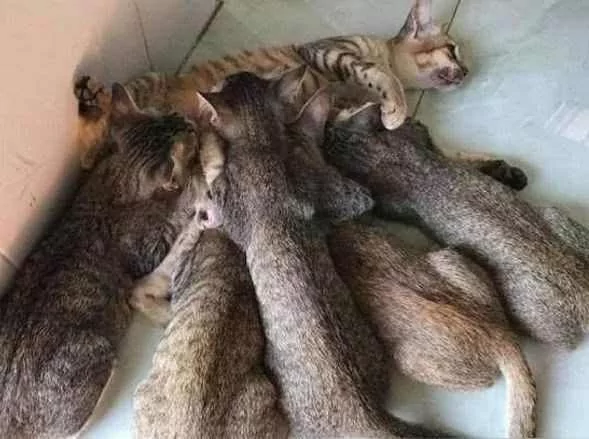 猫宝宝从刚出生就吃奶 一直吃到1岁!狸花猫妈妈躺在地上 生无可恋!