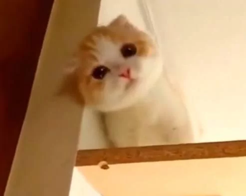 顽皮小奶猫“躲衣柜下不来” 一打开“水汪大眼+歪头杀”当场萌晕:还不来救驾!