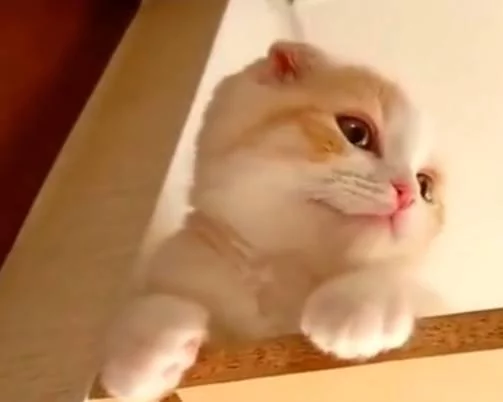 顽皮小奶猫“躲衣柜下不来” 一打开“水汪大眼+歪头杀”当场萌晕:还不来救驾!
