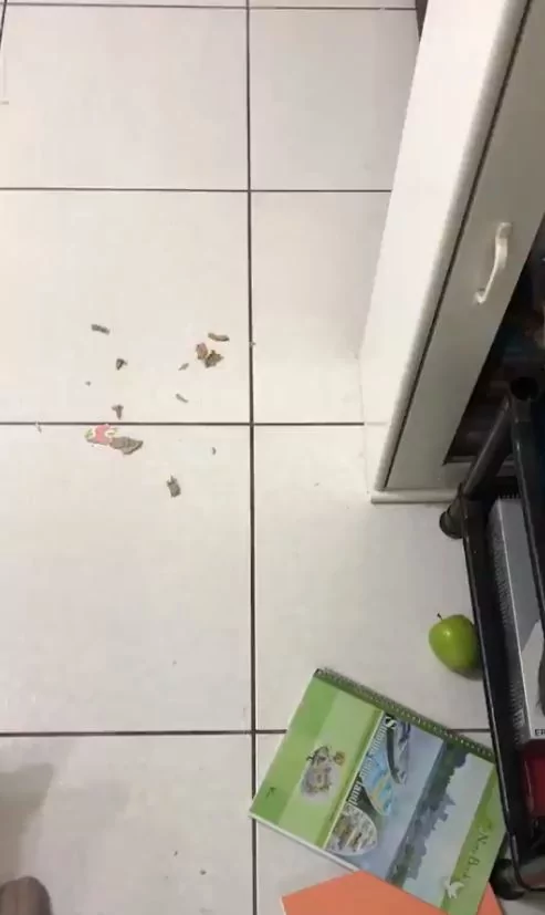 柯基偷枣子整颗吃光光 还懂得吐籽!躲厕所一脸超心虚:原谅偶吧!