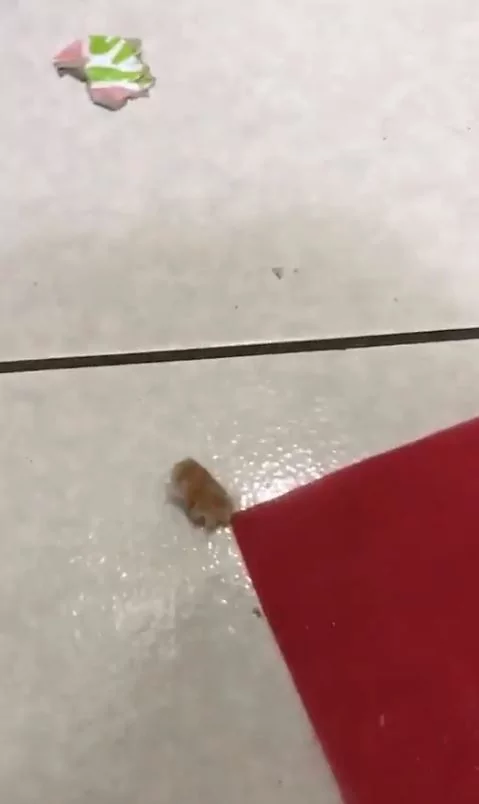 柯基偷枣子整颗吃光光 还懂得吐籽!躲厕所一脸超心虚:原谅偶吧!