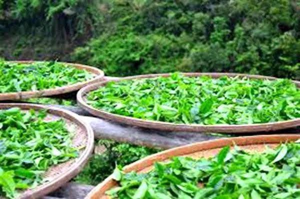 中国古代四大茶书:20句话 让你更懂茶!