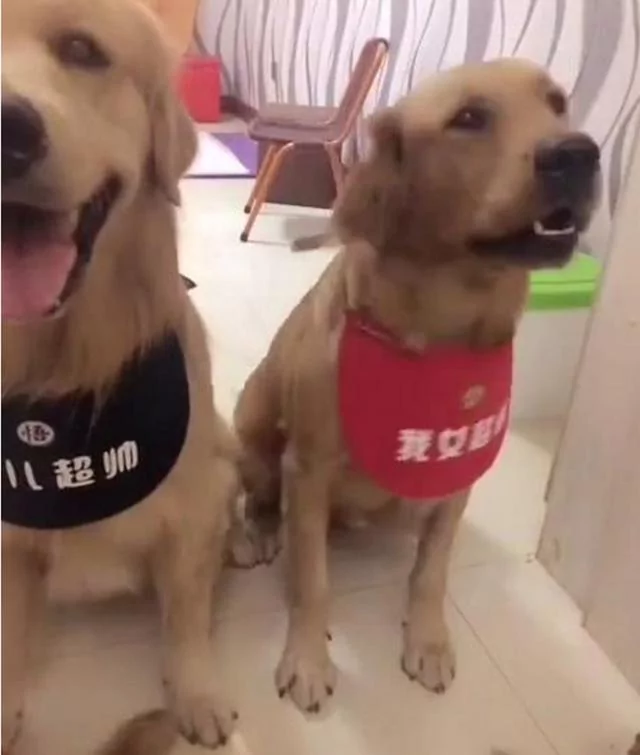 主人说把小金毛拿去卖掉 金毛夫妻听见后 立马急眼!