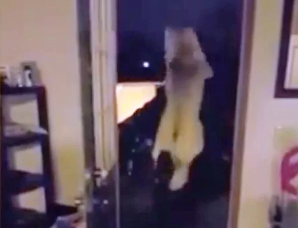主人开门前 狗狗就在门的另一面蓄势待发!