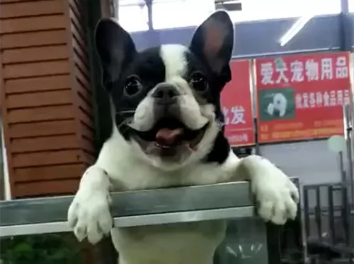 斗牛犬看到未来主人兴奋不已 柯基无奈成为垫脚石!