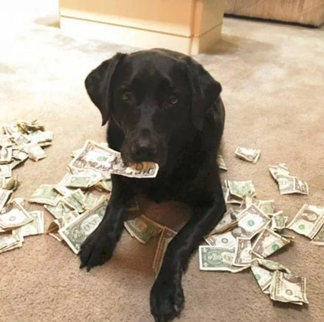 狗狗懂得了钱的用法 它有一地的钱 随便拿一张跟主人换东西吃!