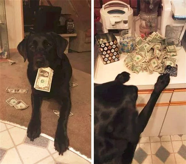 狗狗懂得了钱的用法 它有一地的钱 随便拿一张跟主人换东西吃!