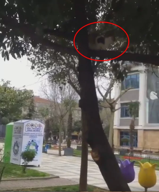 猫老婆离家出走窝树上 猫老公合掌“拜托拜托”求原谅:亲爱的不要生气了!
