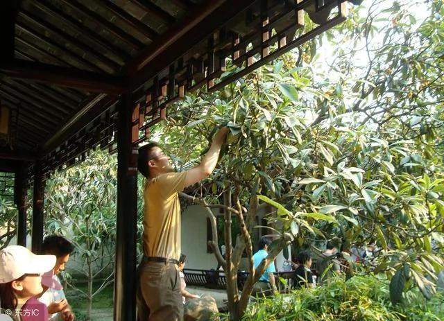 古人为何喜欢在庭院中种枇杷?难道是为了吃枇杷 我们想得好简单
