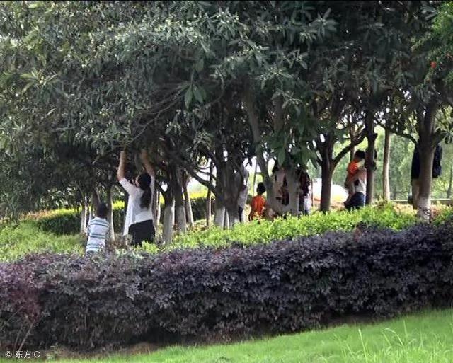 古人为何喜欢在庭院中种枇杷?难道是为了吃枇杷 我们想得好简单