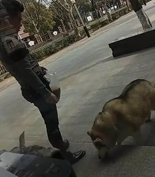 哈士奇胖成了猪 天天到别人门口蹭饭 二哈:脸皮厚 吃个够!
