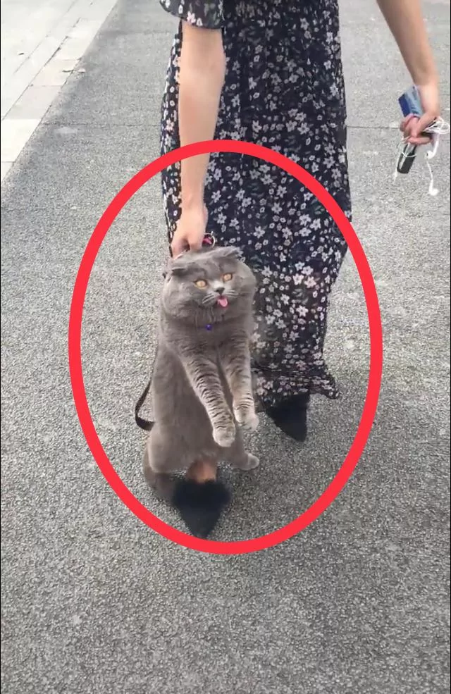 主人带猫咪上街减肥 胖蓝猫不肯走路:再走我就咬舌自尽了!
