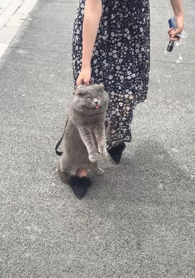主人带猫咪上街减肥 胖蓝猫不肯走路:再走我就咬舌自尽了!