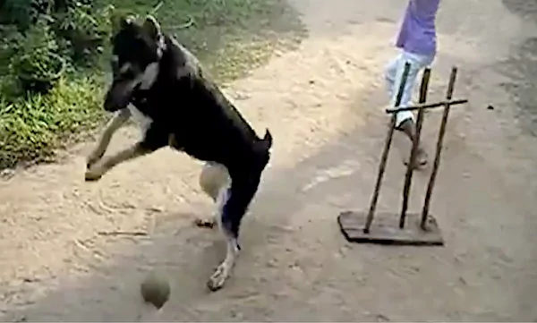 狗狗也能当捡球员?尽职尽责玩得不亦乐乎!