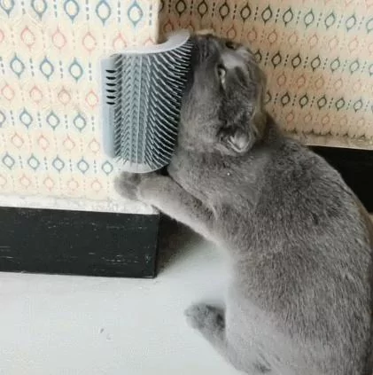 主人买了按摩器 猫咪超销魂表情 爽到翻白眼!