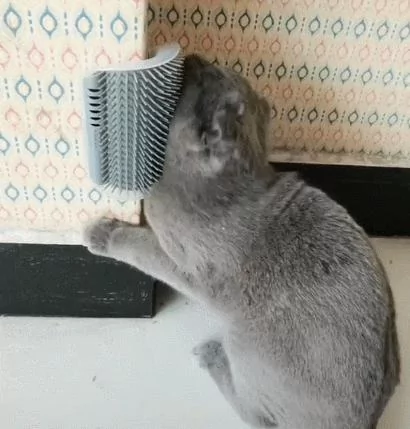 主人买了按摩器 猫咪超销魂表情 爽到翻白眼!