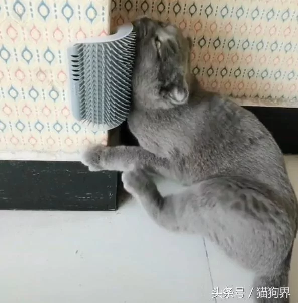 主人买了按摩器 猫咪超销魂表情 爽到翻白眼!