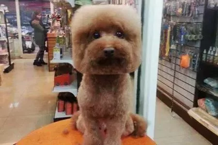 最近一只泰迪为什么火了 看看它的体型就知道了!