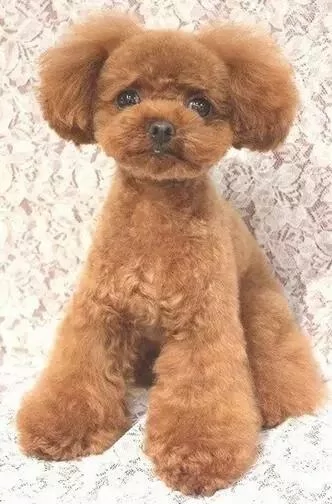 最近一只泰迪为什么火了 看看它的体型就知道了!