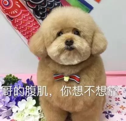 最近一只泰迪为什么火了 看看它的体型就知道了!
