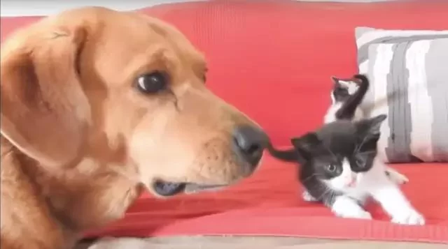 黄金猎犬散步时带主人找到一个盒子 打开后大狗变身奶爸 超暖心!