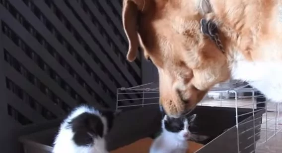 黄金猎犬散步时带主人找到一个盒子 打开后大狗变身奶爸 超暖心!
