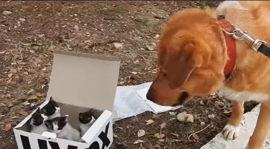 黄金猎犬散步时带主人找到一个盒子 打开后大狗变身奶爸 超暖心!