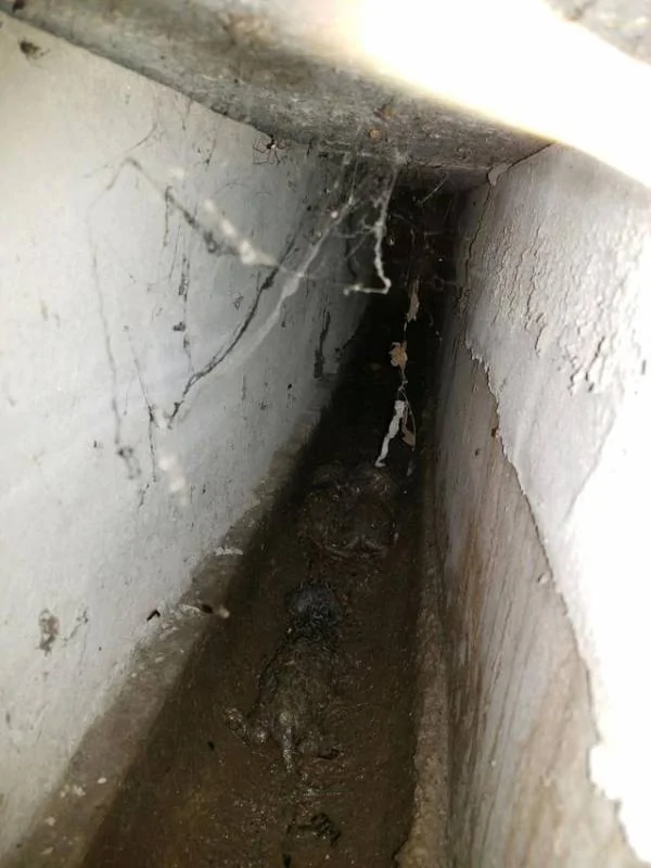 男子在下水道里救出一窝奶猫 带回家喂养一周后 猫咪竟然…