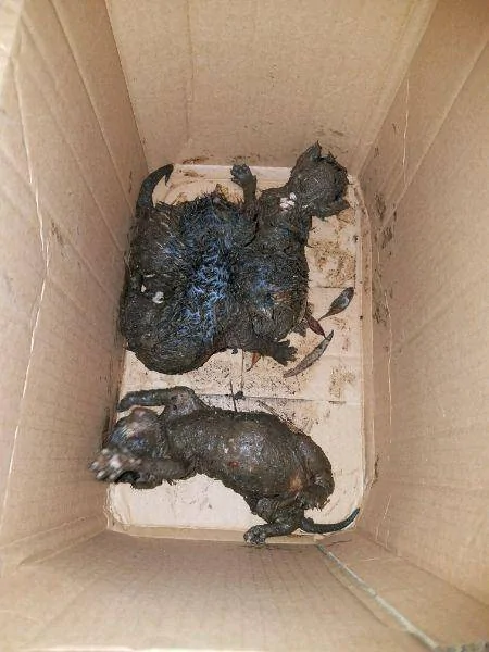 男子在下水道里救出一窝奶猫 带回家喂养一周后 猫咪竟然…