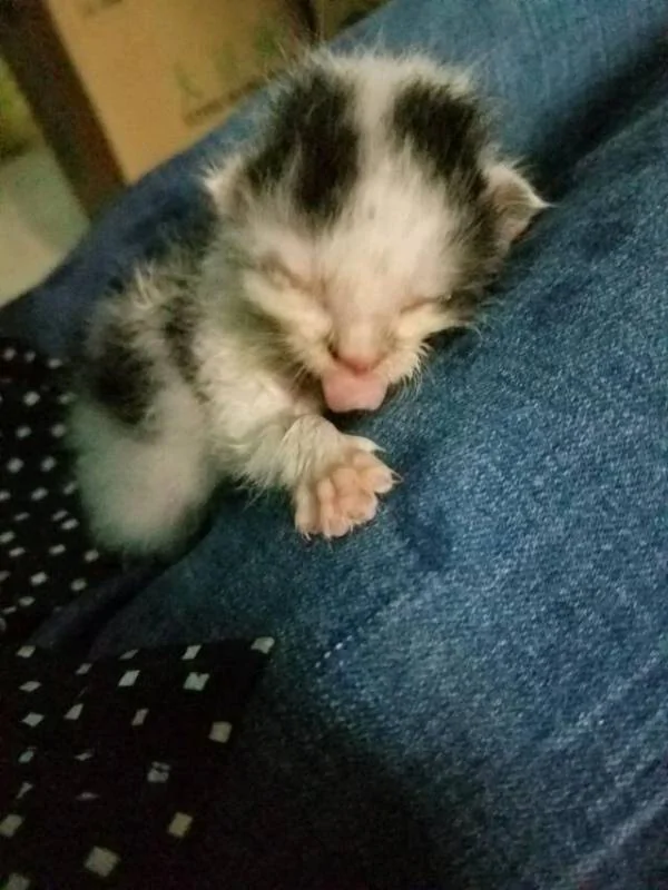 男子在下水道里救出一窝奶猫 带回家喂养一周后 猫咪竟然…