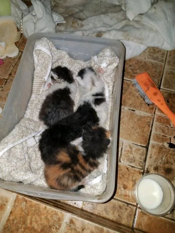男子在下水道里救出一窝奶猫 带回家喂养一周后 猫咪竟然…
