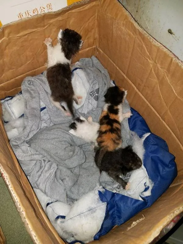 男子在下水道里救出一窝奶猫 带回家喂养一周后 猫咪竟然…