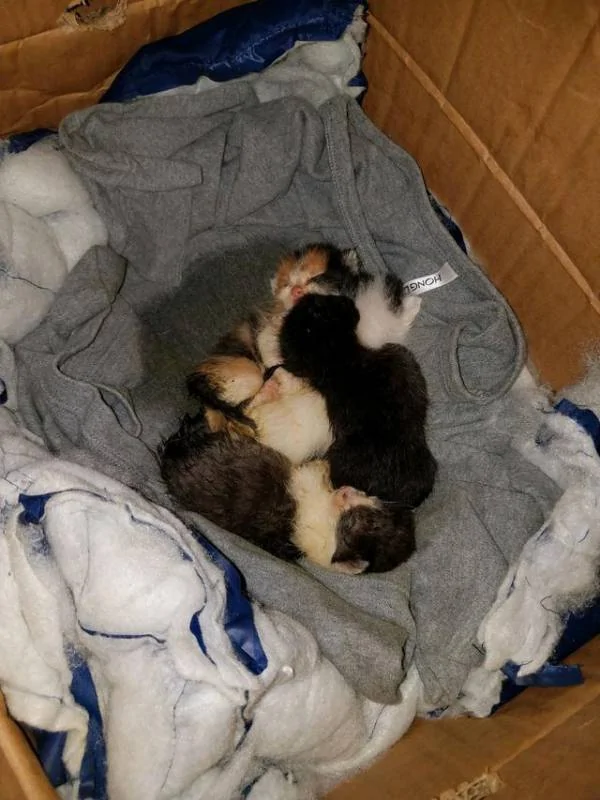男子在下水道里救出一窝奶猫 带回家喂养一周后 猫咪竟然…