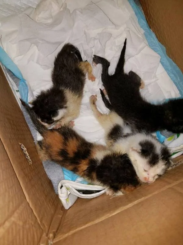 男子在下水道里救出一窝奶猫 带回家喂养一周后 猫咪竟然…