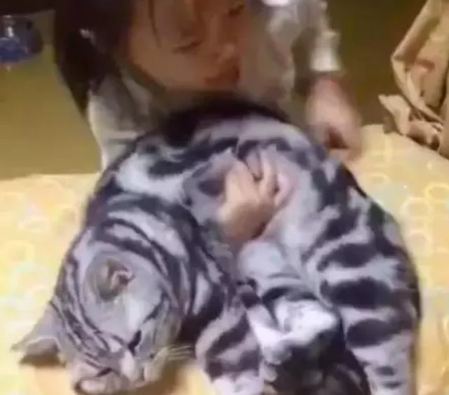 熊孩子把猫咪往肩上一扛就开走 猫咪:出来混 迟早要还的!