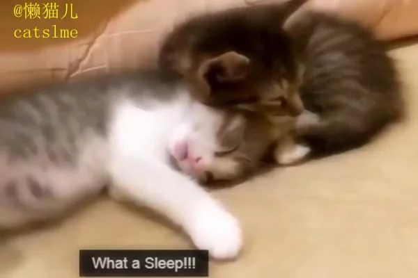 小萌猫正在睡懒觉 主人手贱恶搞猫咪 接下来神奇的一幕发生了!
