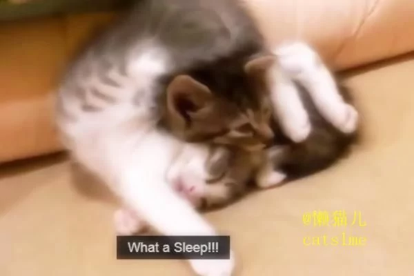 小萌猫正在睡懒觉 主人手贱恶搞猫咪 接下来神奇的一幕发生了!