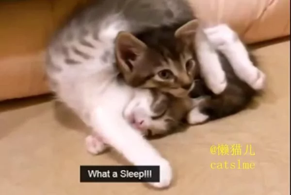 小萌猫正在睡懒觉 主人手贱恶搞猫咪 接下来神奇的一幕发生了!