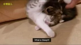 小萌猫正在睡懒觉 主人手贱恶搞猫咪 接下来神奇的一幕发生了!