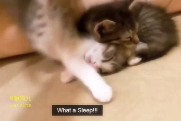 小萌猫正在睡懒觉 主人手贱恶搞猫咪 接下来神奇的一幕发生了!