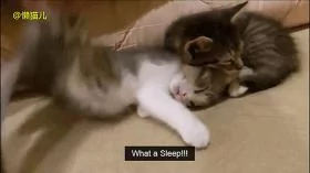 小萌猫正在睡懒觉 主人手贱恶搞猫咪 接下来神奇的一幕发生了!