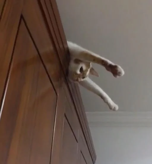 主人满屋子找不到猫咪 却感觉头顶有双眼睛盯着自己 抬头一看笑喷!